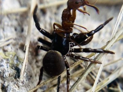 Ground crab spider