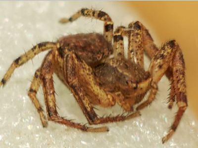Tan crab spider