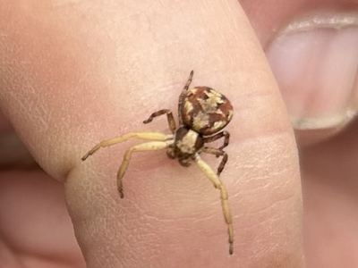 Punctated ground crab spider