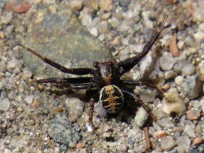 Elegant crab spider