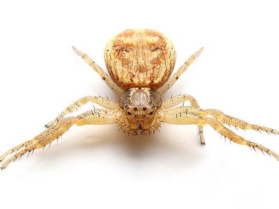 Xysticus auctificus