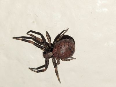 Montane crab spider
