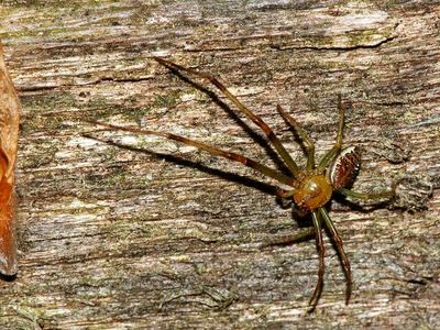 Diaea livens
