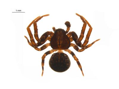 Ozyptila conspurcata