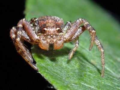 Eurasian leaflitter crab spider