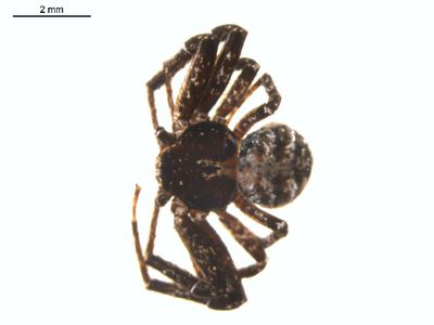 Utah crab spider