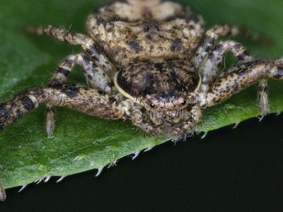 Multicolored bark crab spider