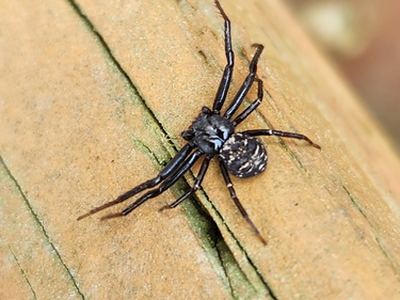 Brown-legged crab spider