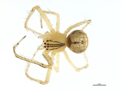 Mimetus epeiroides