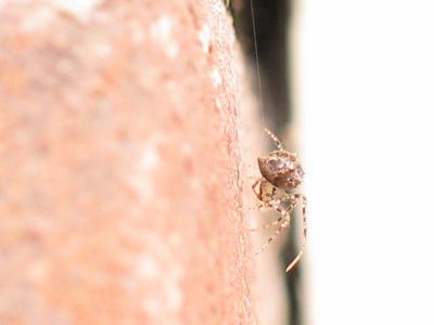 Ero tuberculata