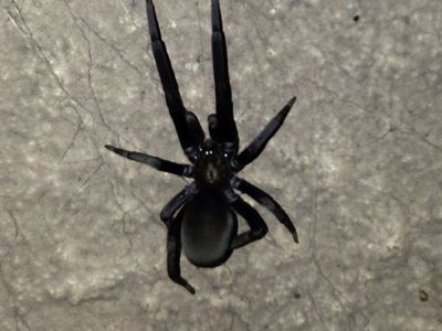 Arizona black hole spider