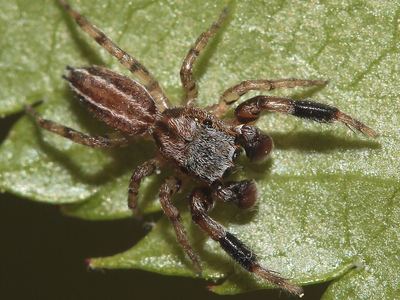 Four-lined slender jumping spider