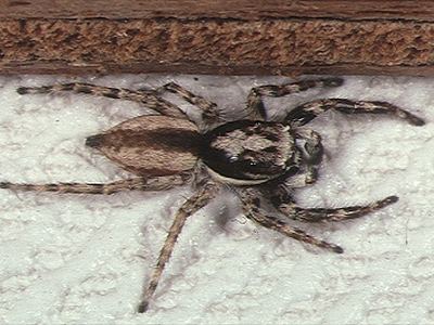 Gray wall jumper