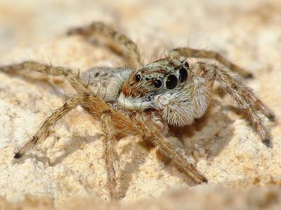 Half-edged wall jumping spider