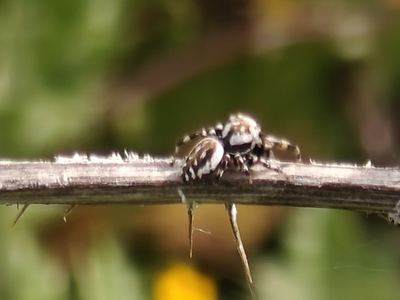 Metaphidippus chera