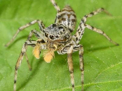 Dimorphic jumper