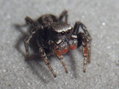 Habronattus altanus