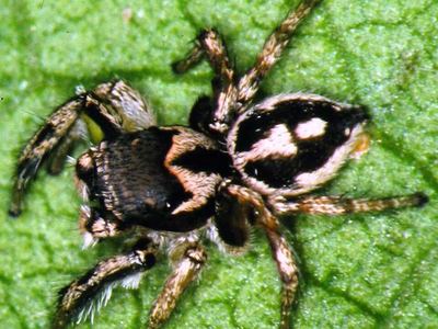 Habronattus calcaratus