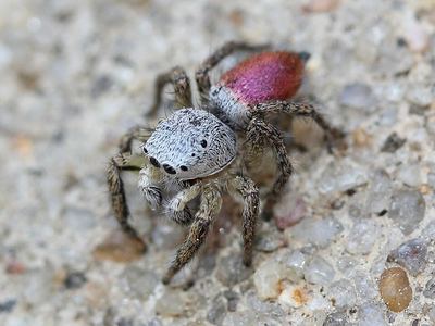 Habronattus decorus