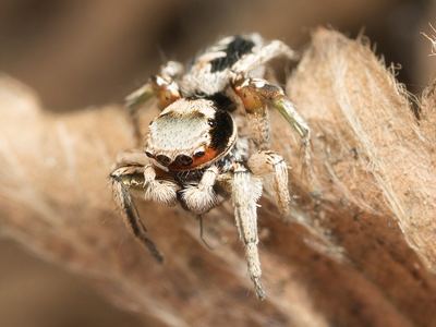 Related species: Habronattus pyrrithrix