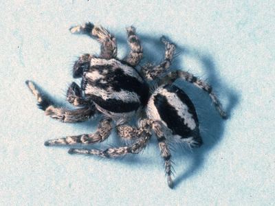 Habronattus agilis