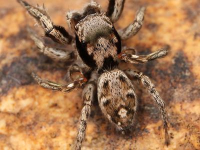Habronattus coecatus