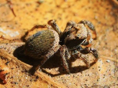 Oregon paradise jumping spider