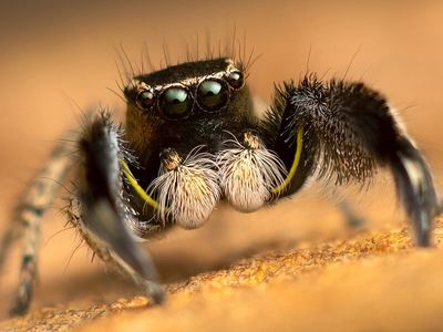Hirsute paradise spider