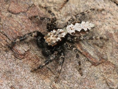 California flattened jumping spider