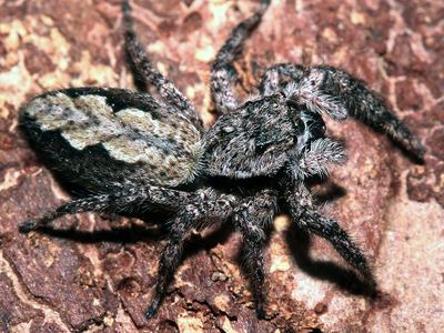 Familiar jumping spider