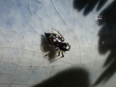 Heliophanus apiatus