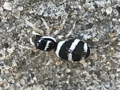 Salticus austinensis