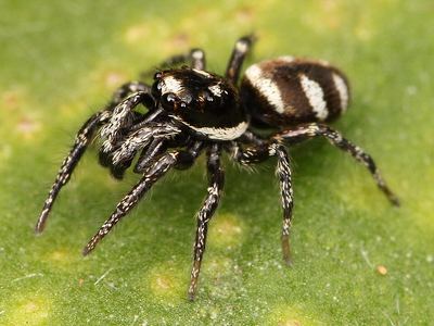 Zebra spider