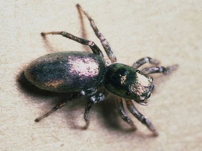Salticus peckhamae