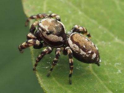Peppered jumper