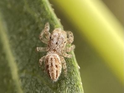 Pelegrina arizonensis