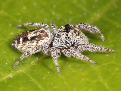 Pelegrina aeneola