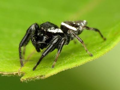 Paraphidippus aurantius
