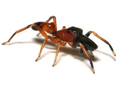 Myrmarachne formicaria