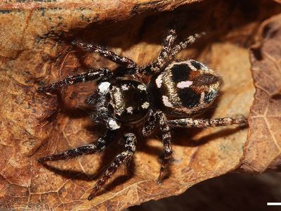 Twin-flagged jumping spider