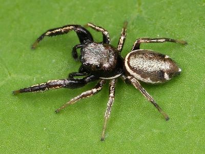 Buttonhook leafbeetle jumping spider