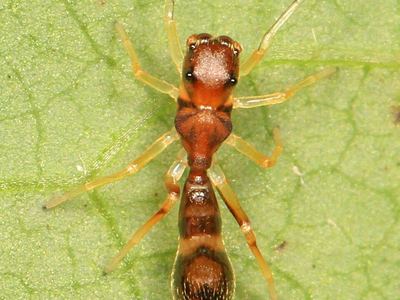 Slender ant mimicking jumping spider