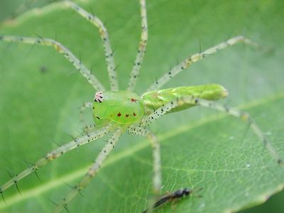 Green lynx spider
