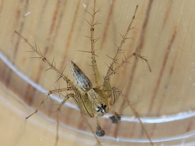 Striped lynx spider