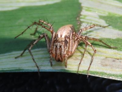 Oxyopes acleistus