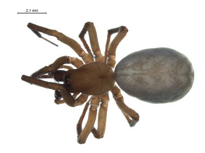 Morose woodland spider