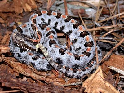 Pygmy rattlesnake