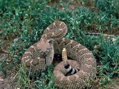 Western diamondback rattlesnake
