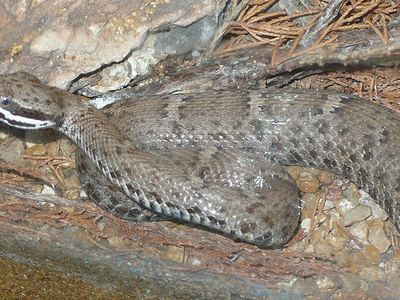 Ridge-nosed rattlesnake