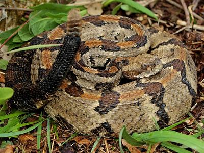 Timber rattlesnake